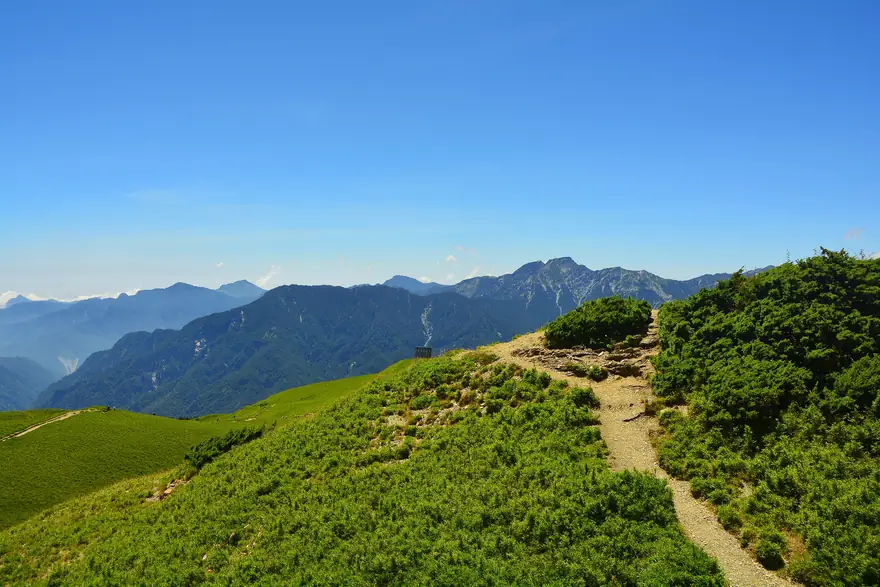 合歡山的高山箭竹草原步道
